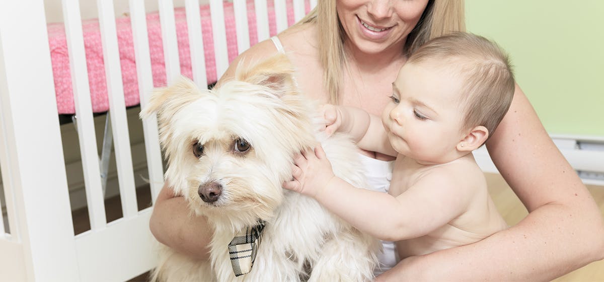 Can Dogs Tell Babies are Babies? - Wag!