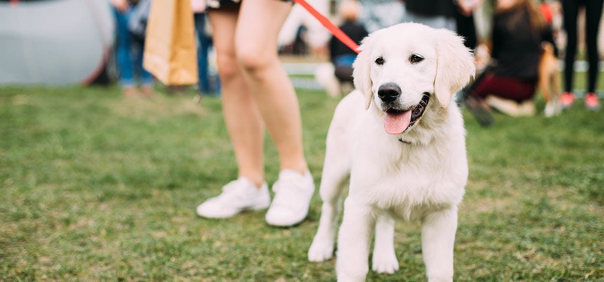 can-dogs-smell-human-urine