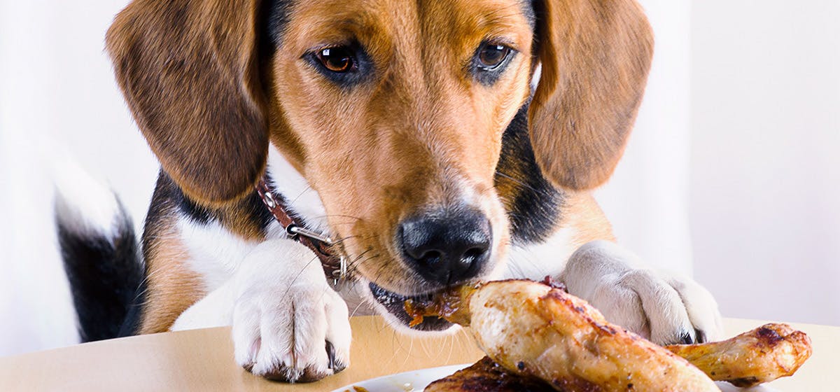 fatty foods for dogs
