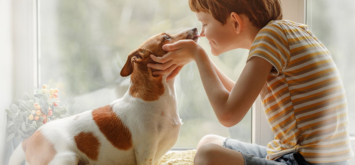 can-dogs-nose-get-sunburned