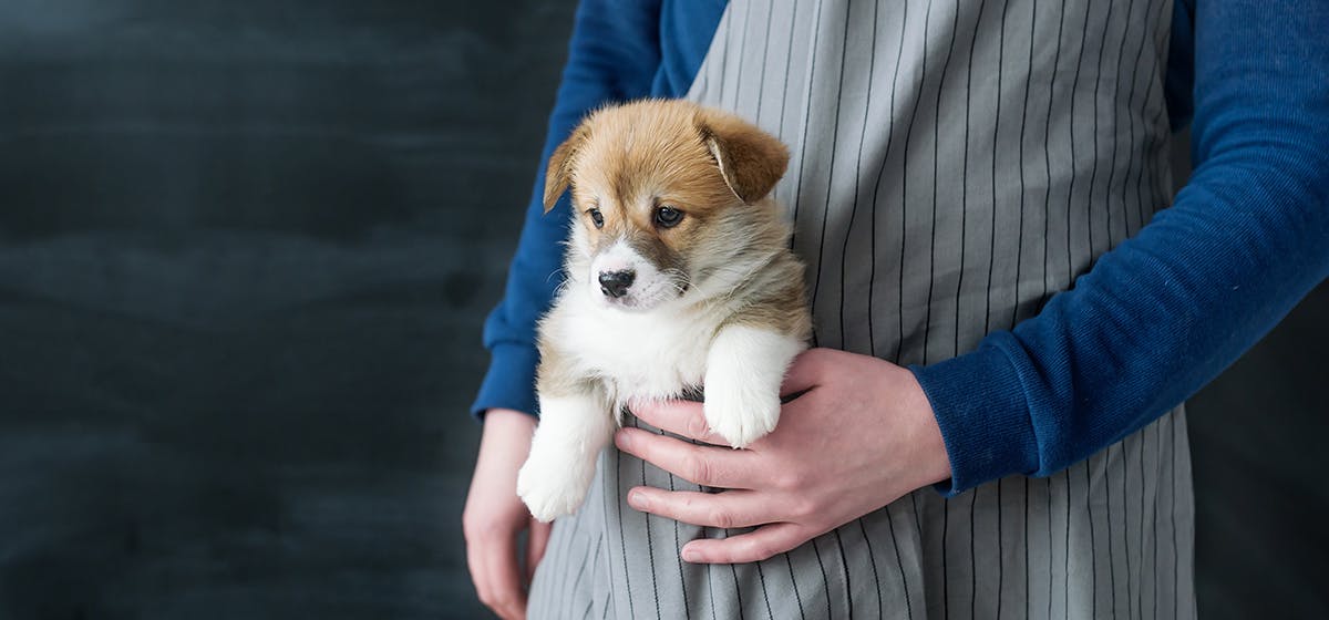 can-dogs-hear-mice-in-walls