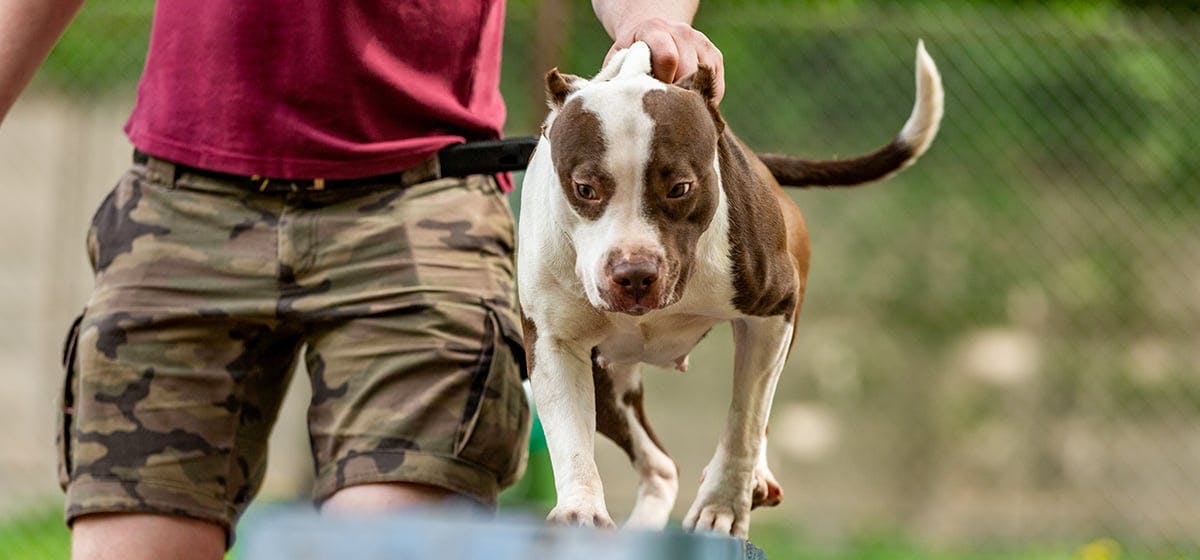 do dogs like learning tricks