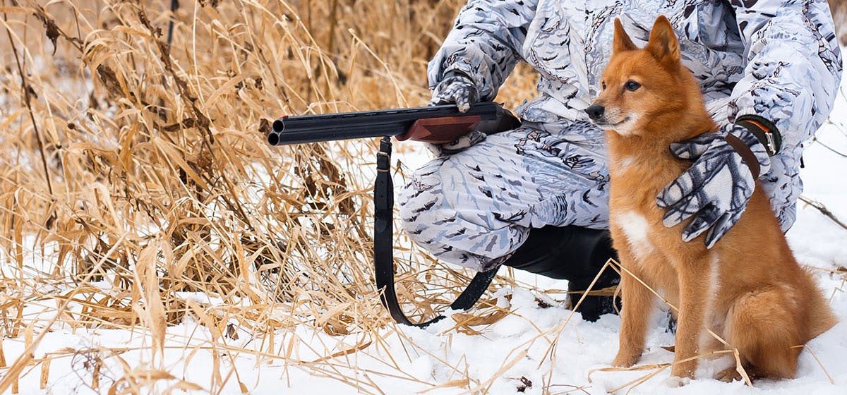 Gun powder clearance for dogs