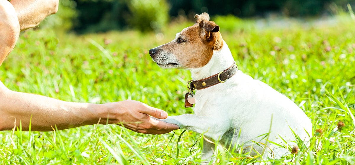 can-dogs-hear-flies