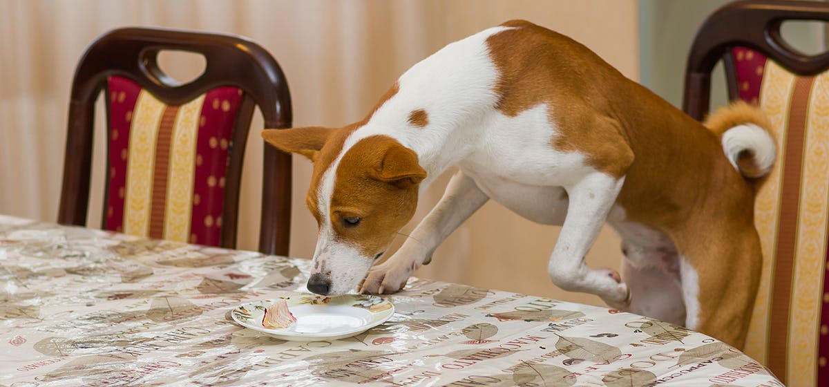 can-dogs-have-gelatinous-food