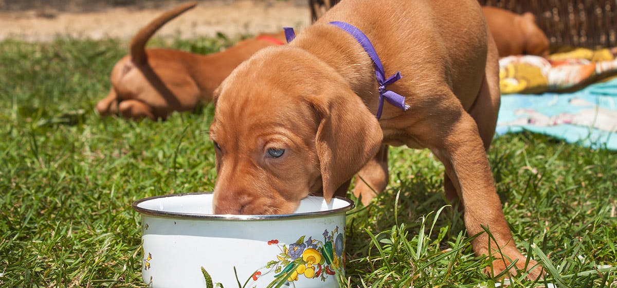 can-dogs-taste-gingery-food