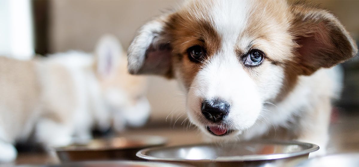 can you give a puppy gatorade