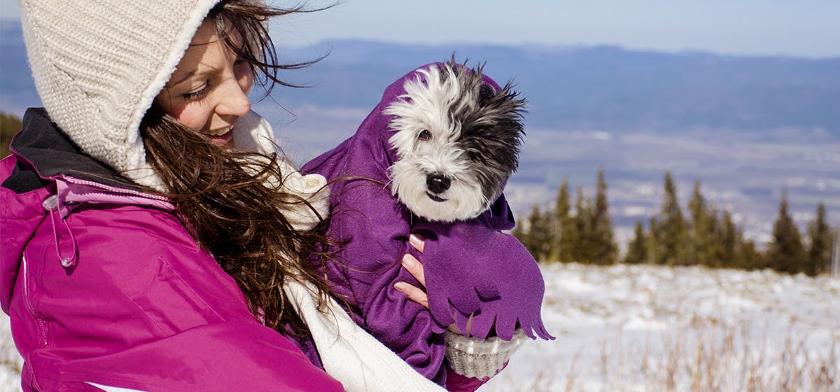 can-dogs-feel-wind-chill