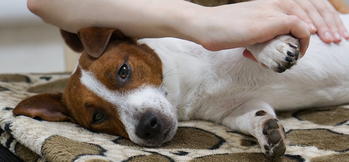 can-dogs-feel-massages