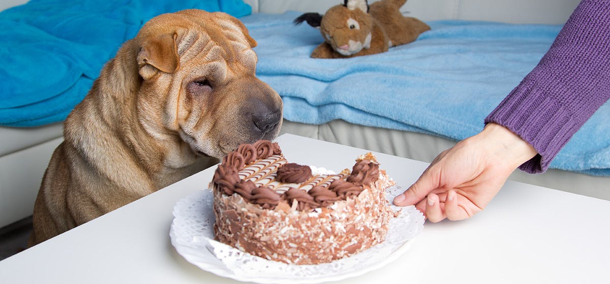 why chocolate not good for dogs