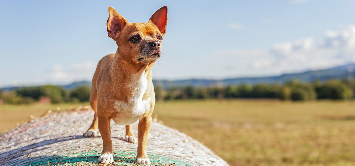 can-dogs-feel-your-your-absence