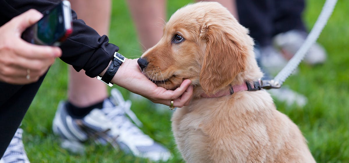 can-dogs-smell-family-members