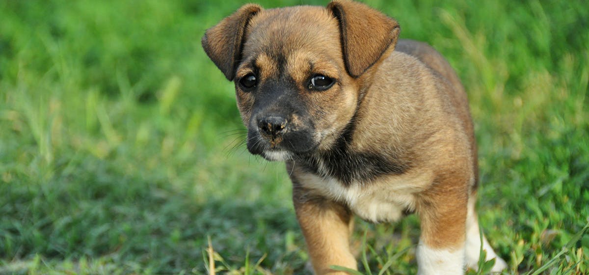 are police dogs trained to smell guns