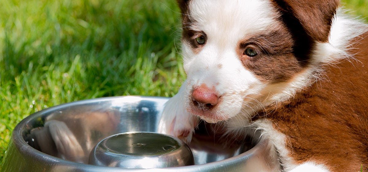 Can Dogs Smell Drugs in Water? - Wag!