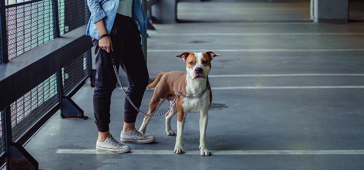 how can i keep my dog cool in the garage