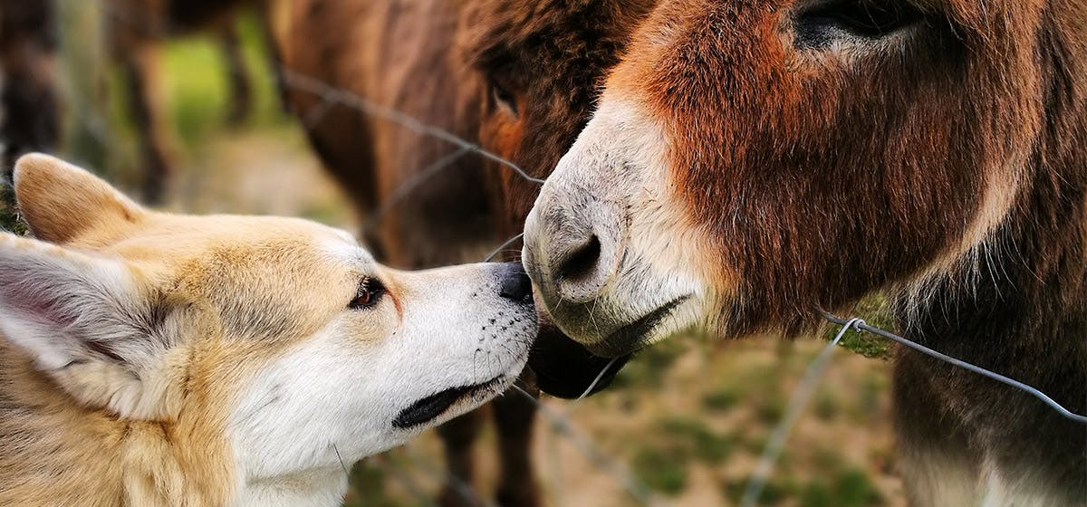 can-dogs-live-with-donkey