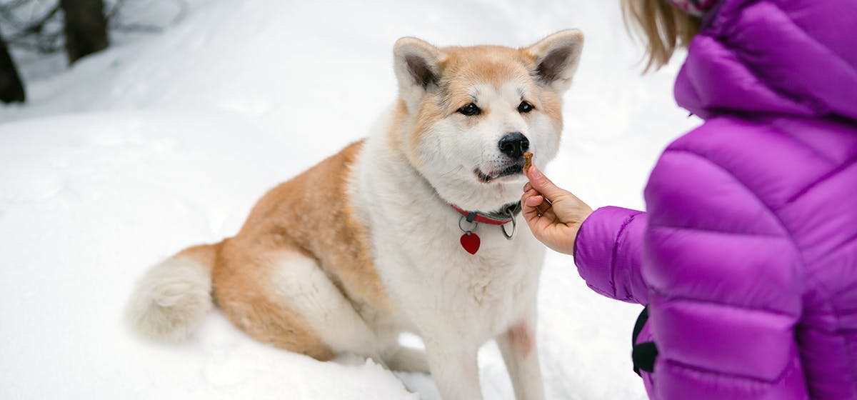 can dogs sense kindness