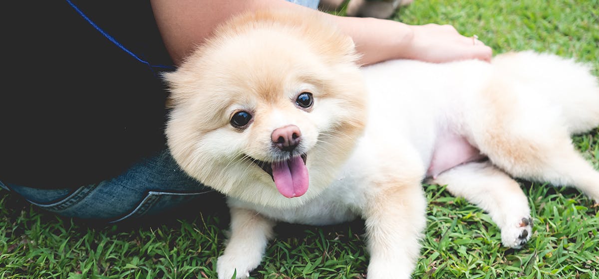 Training of Can Dogs Sense if You are Sad?