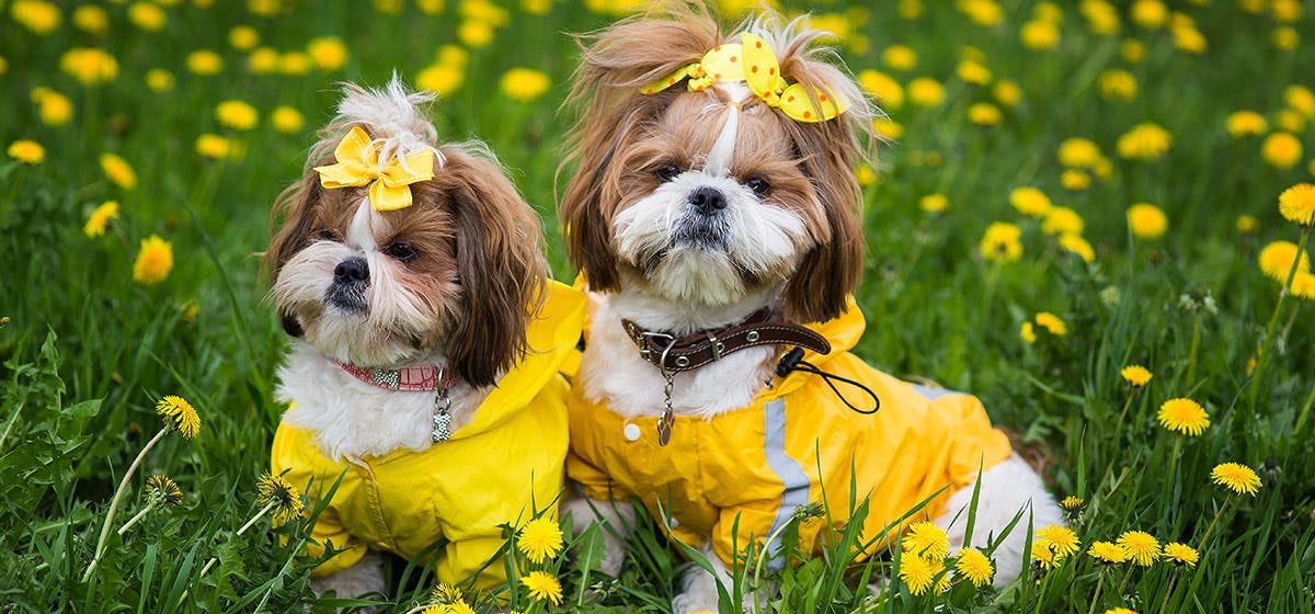 Can Dogs Smell Eucalyptus? Wag! (2023)