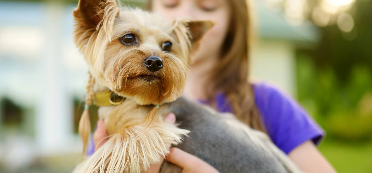 can-dogs-sense-bipolar-disorder