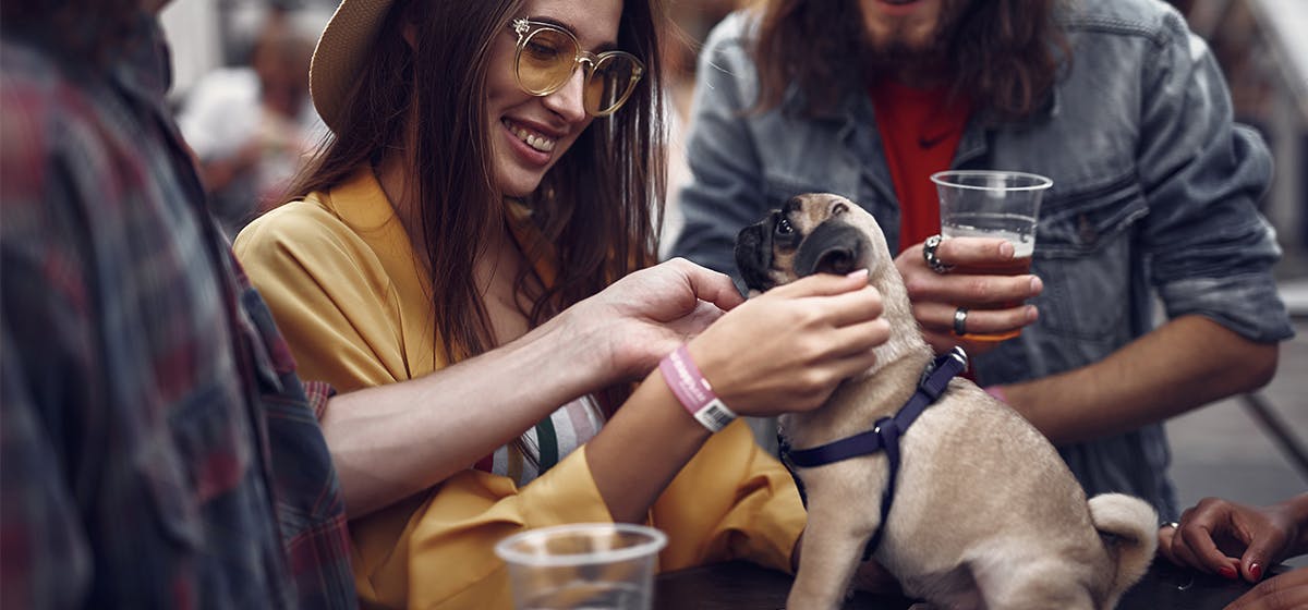 can-dogs-drink-beer