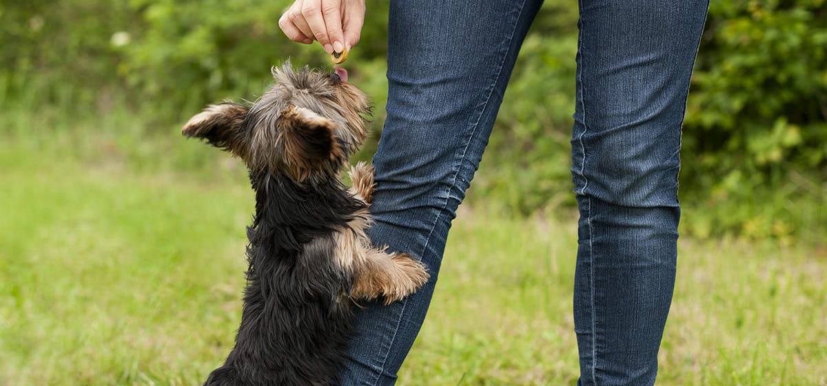 can-dogs-smell-arthritis