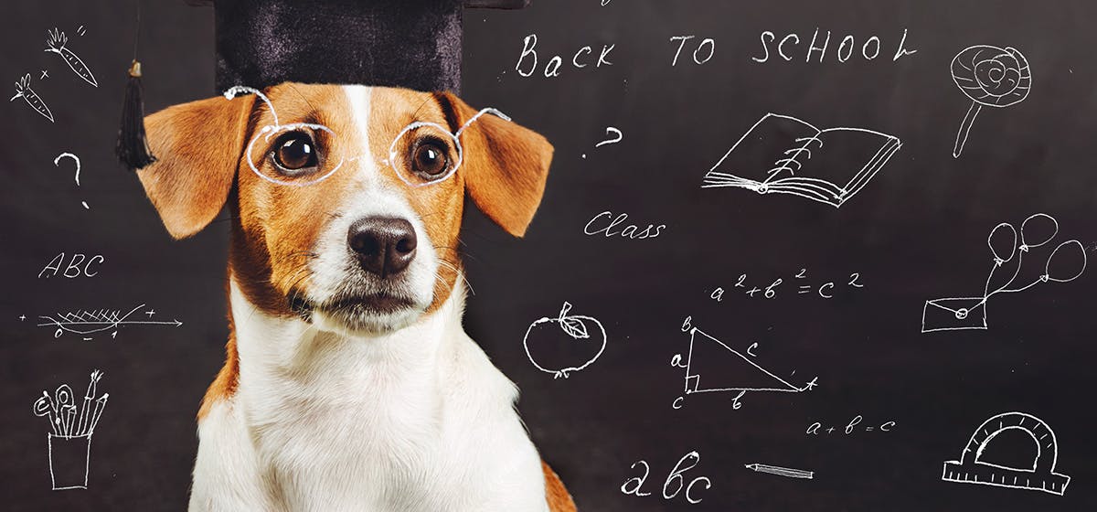 can dogs do math