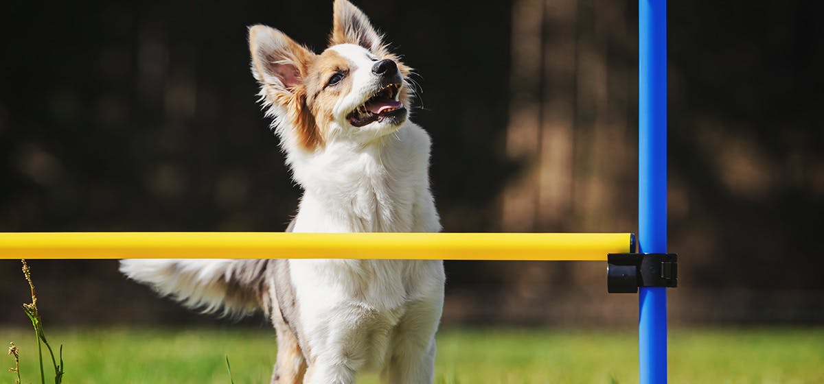 can-dogs-see-neon-colors-wag