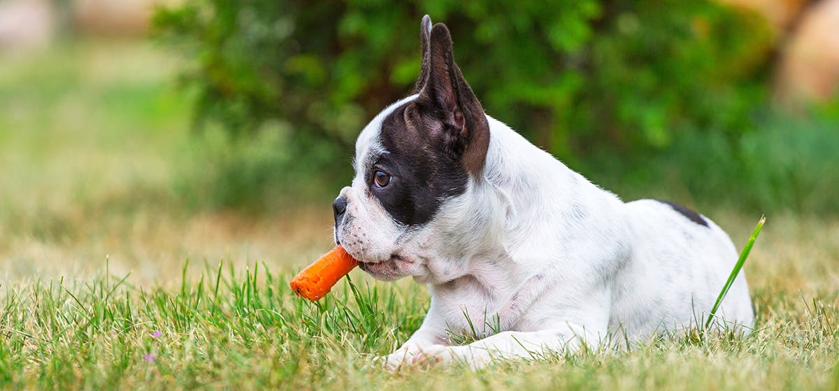 can a dog eat a rabbit