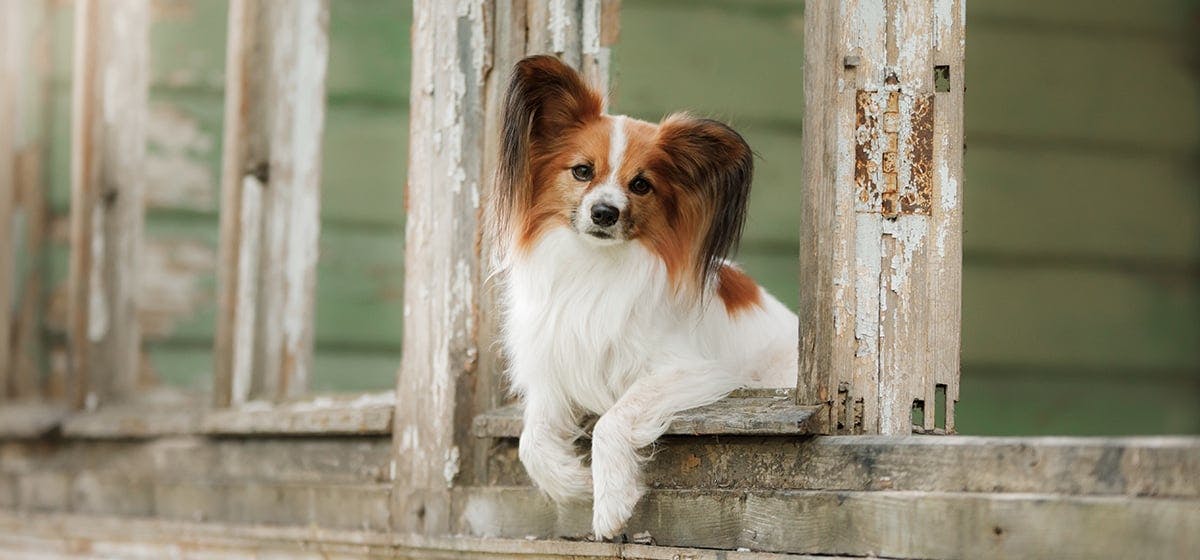 can dogs smell through glass jars