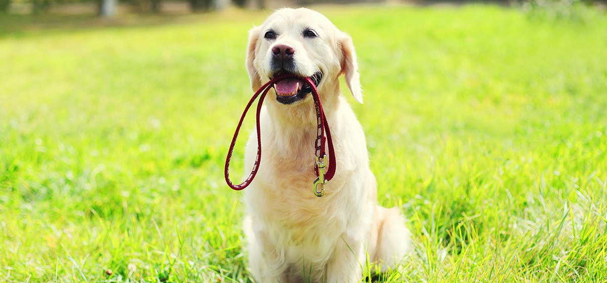 dog stinging nettles treatment