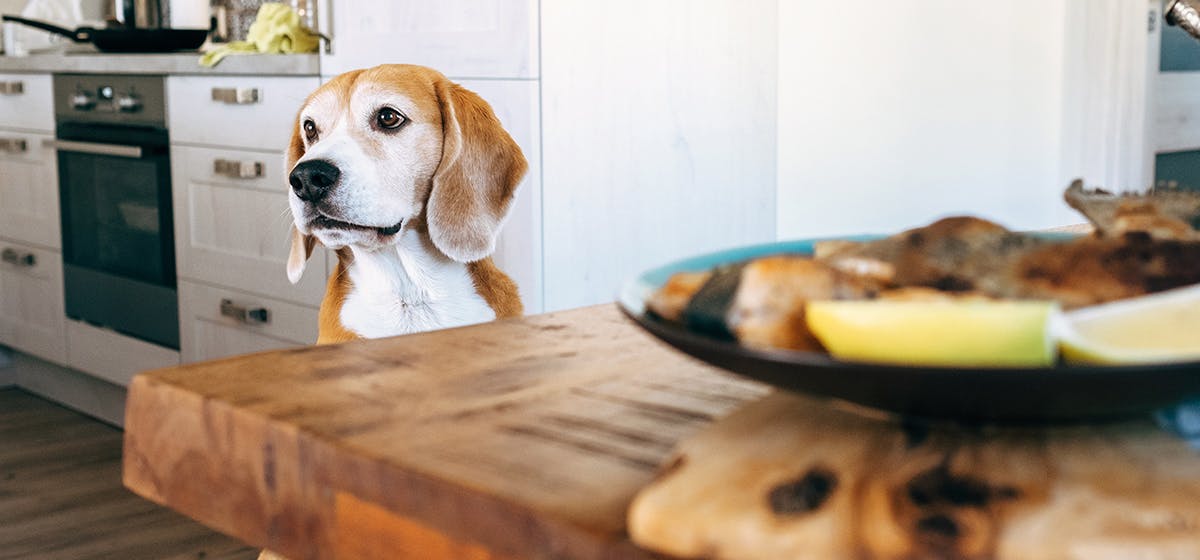 can-dogs-taste-fishy-food