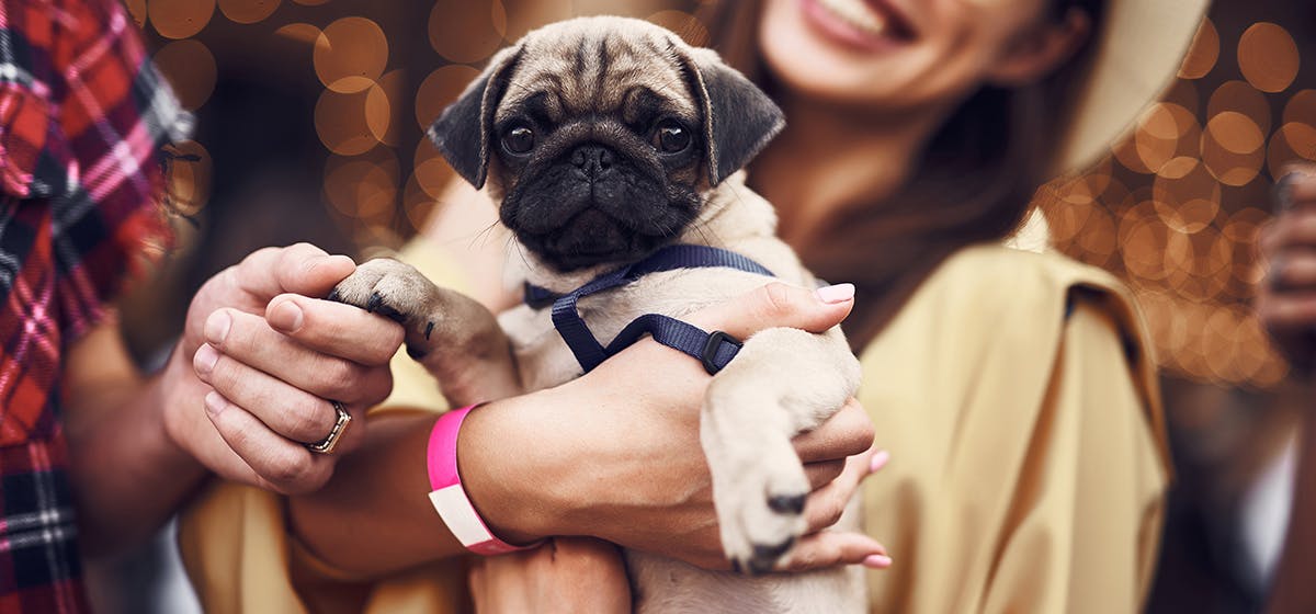 can-dogs-smell-better-than-humans