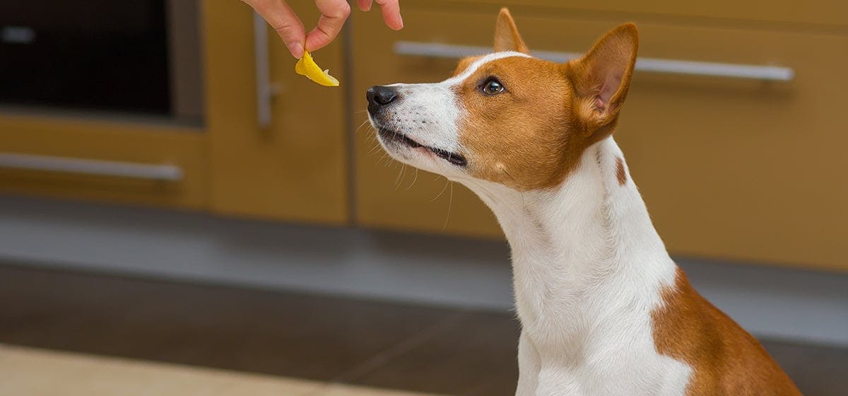 can-dogs-taste-lemony-food