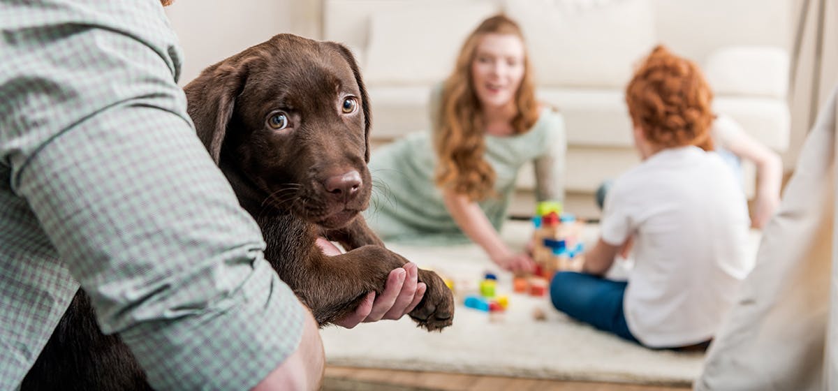 do-dogs-feel-they-belong