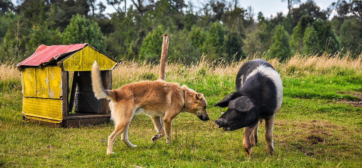 Pig best sale and dog