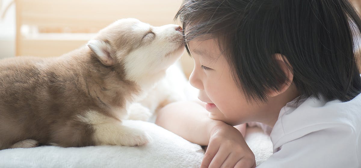 can-dogs-feel-human-kisses