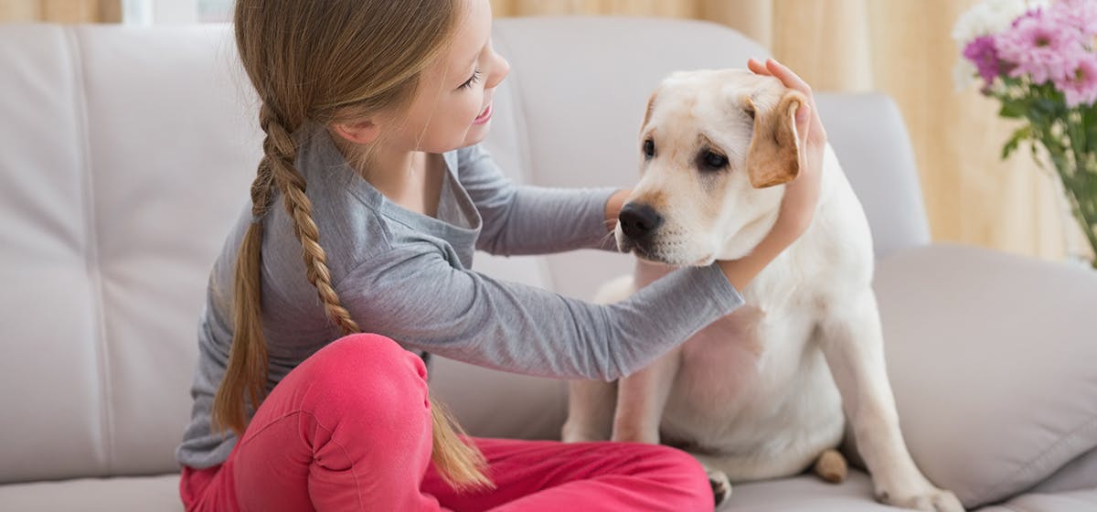 how much better can a dog hear than a human