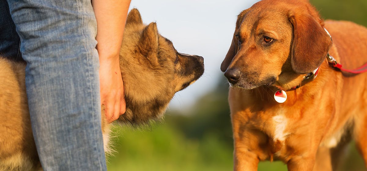 do dogs ever forget a smell