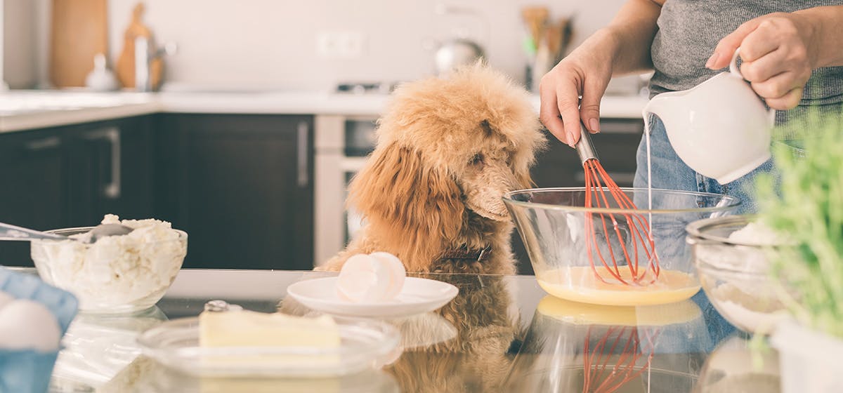 can-dogs-taste-the-same-as-humans