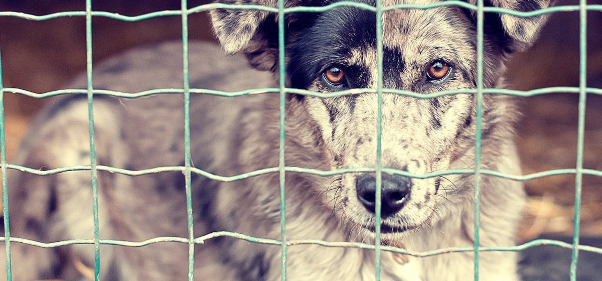 can-dogs-hear-electric-fence