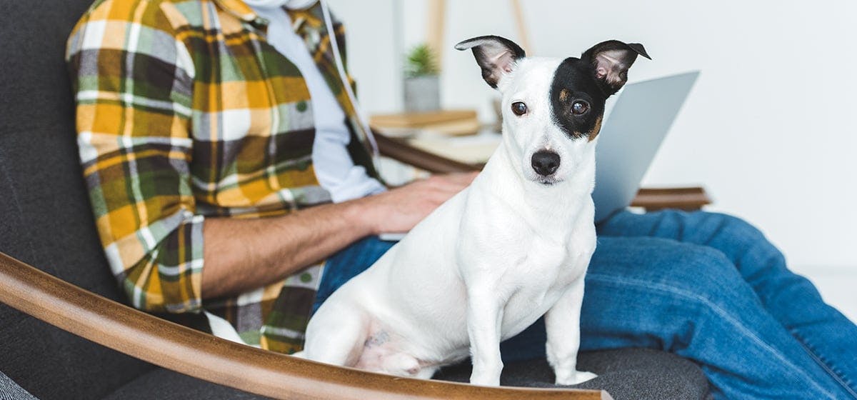 can-dogs-hear-bluetooth