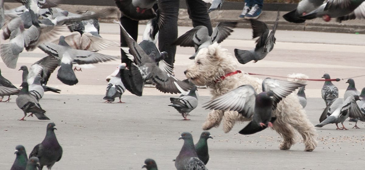 Can Dogs Live With Pigeons Wag