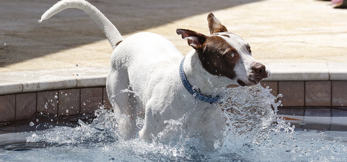 can i give my dog coconut water for dehydration