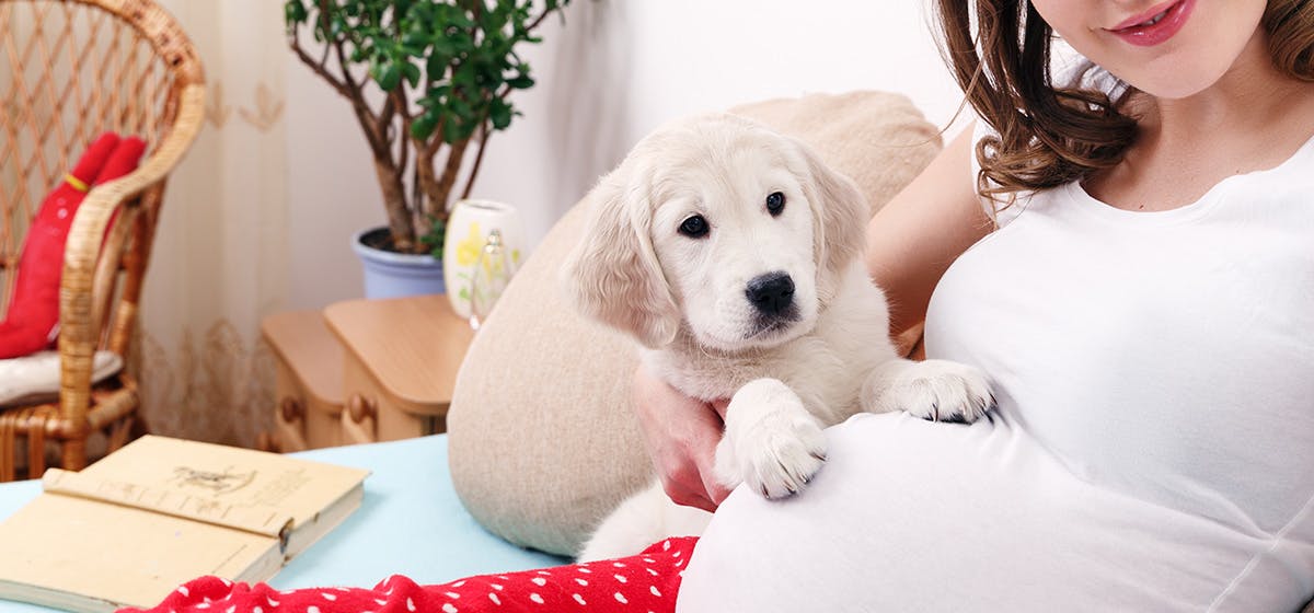 can your dog sense you are pregnant