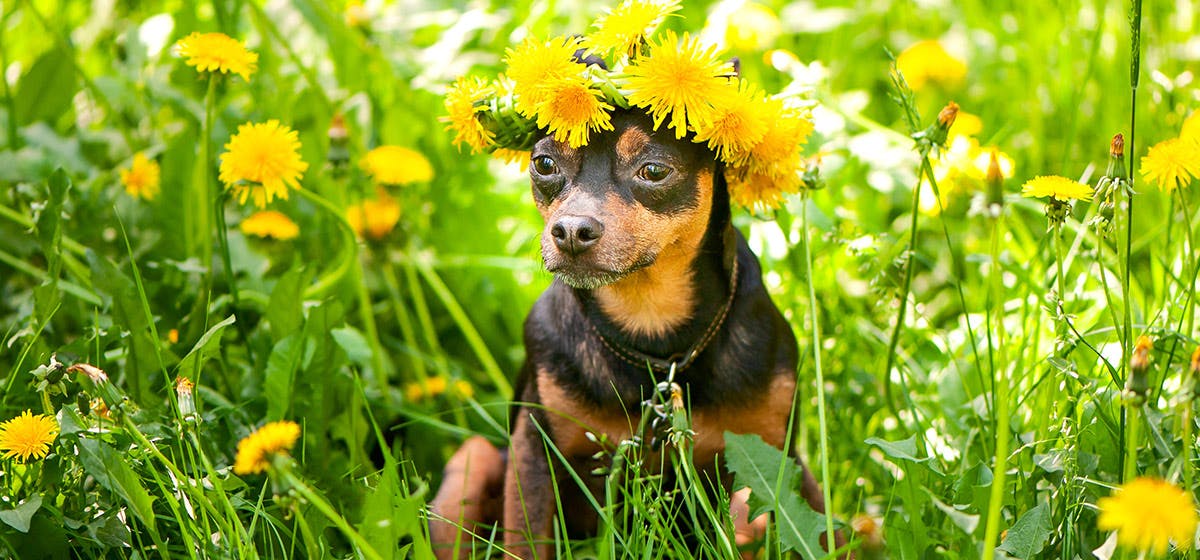 can-dogs-smell-flowers