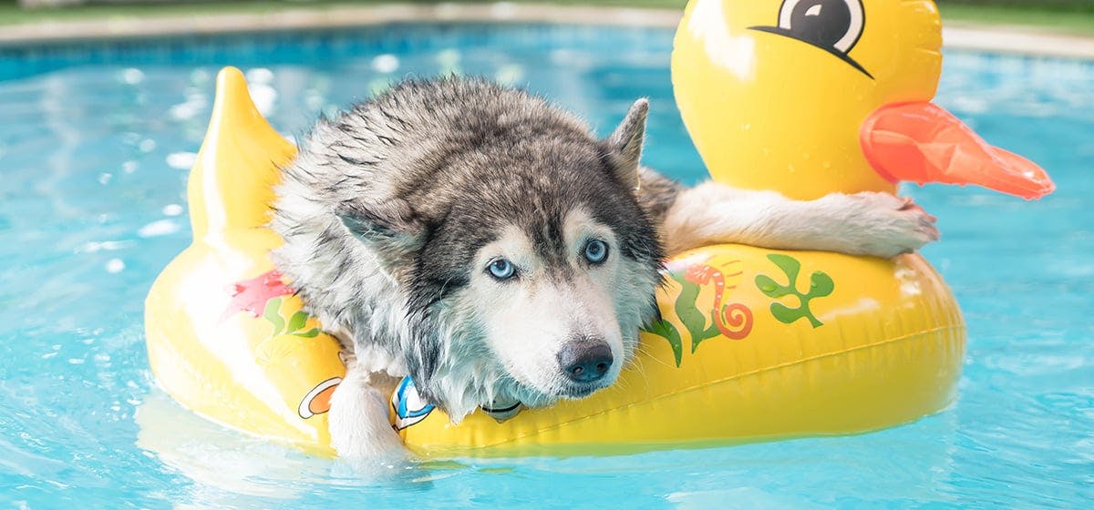 can-dogs-naturally-swim
