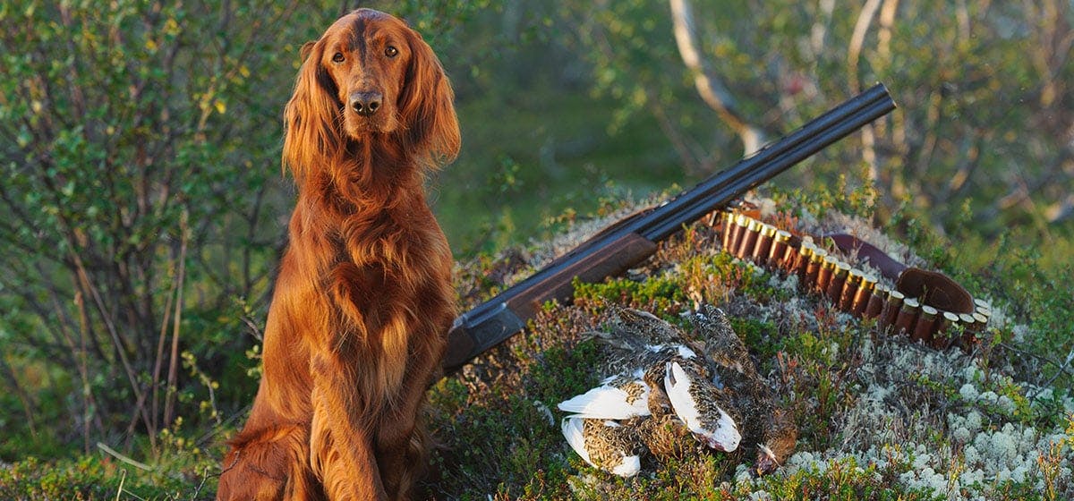 are police dogs trained to smell guns