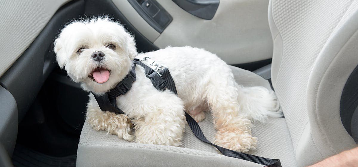 can-dogs-know-how-to-drive