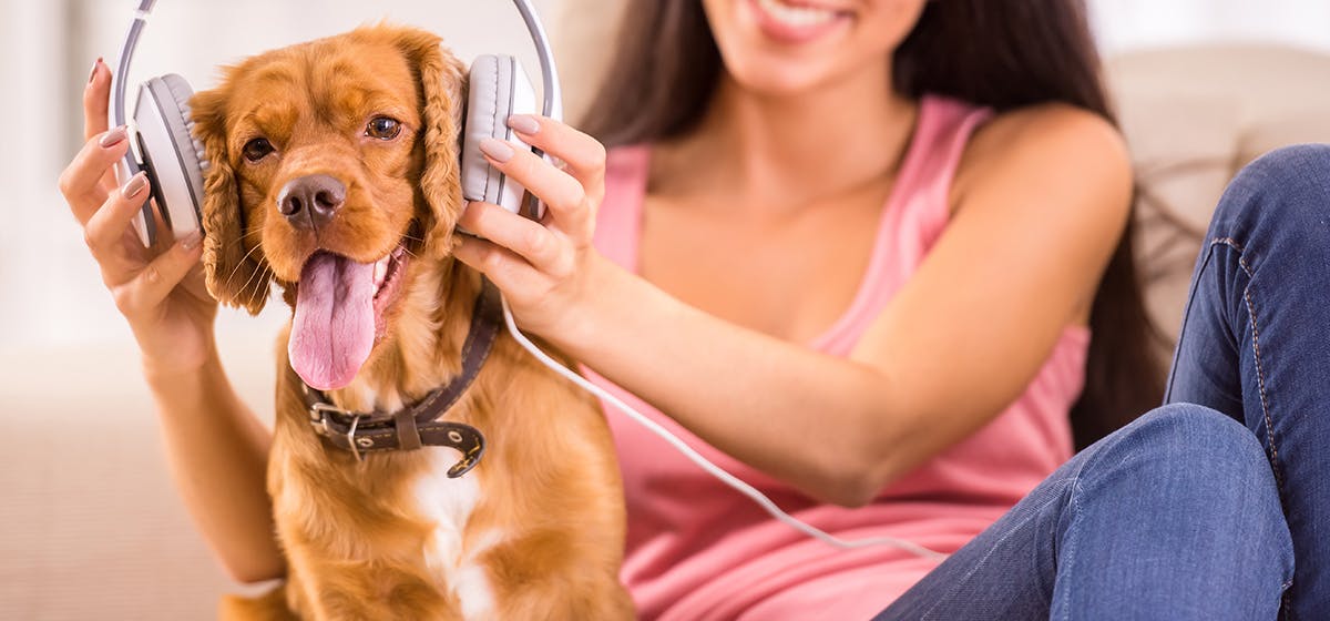 What do dogs hear when theu hear music